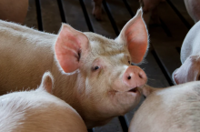 Lombardia jest zagłębiem trzodziarskim Włoch. W tym regionie znajduje się połowa włoskiej hodowli trzody chlewnej.