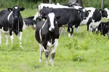 – Należy już teraz rozpocząć dobrowolne ograniczanie produkcji mleka na poziomie UE i wypłacić rolnikom uczciwe pieniądze, aby gospodarstwa rolne nie upadły, obszary wiejskie nie przestawały tętnić życiem, a UE miała zapewnione bezpieczeństwo żwynościowe – apeluje prezes EMB.
