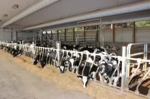 Kiedy ponad 6 lat temu odwiedziłam rodzinną farmę Loewithów, zapewne nie sądzono nawet, że w tym nowym wówczas jałowniku odchowywane będą w przyszłości zwierzęta emitujące zmniejszone ilości metanu