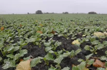 Ubezpieczenie upraw przed zimą: do 65% dopłat do składki. Gdzie i od czego zależy cena?