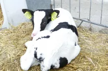 Do sprawnego funkcjonowania układu odpornościowego potrzebna jest cielętom po urodzeniu suplementacja żelaza