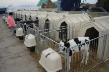 Wystarczyło 3 miesiące, by hodowcy przekonali się jak dobroczynny wpływ na odchów cieląt ma system ich utrzymania w budkach igloo