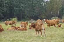 Na pastwisku zwierzęta sa bardziej narażone na zarażenie pasożytami, jednak pamiętajmy, że woborze też może dojść do inwazji