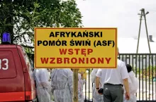 ASF uderza w nowym regionie. Po raz pierwszy pod Szczecinem