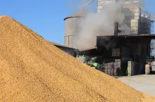 Sprzedać mokrą kukurydzę czy ją suszyć? Eksperci policzyli, co się bardziej opłaca rolnikowi