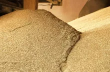 Heap grain wheat in a warehouse. Food factory. Close up.