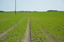 rzepak jesienią, pole