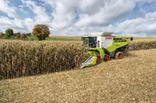 Zbiór kukurydzy na ziarno