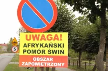 ASF atakuje po raz 6. w tej samej gminie! Wybito już 600 świń