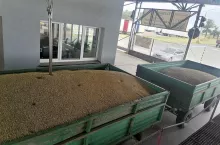 Jakie są aktualne ceny zbóż i rzepaku w Polsce?