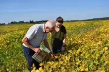 W doświadczeniach odmianowych zawsze stosowana jest dawka startowa azotu 30 kg/ha. Nie jest to dawka obowiązkowa, ale zalecana na dobry start i warto ją zastosować