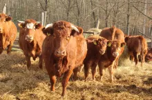 Jakie są ceny bydła w Polsce na początku października 2023? 