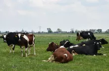 Cena mleka w proszku wystrzeliła na GDT