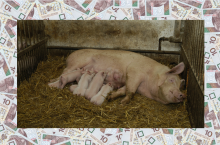 Locha+, świnie, rolnictwo