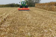 Z każdym dniem jesieni larwy omacnicy przesuwają się łodygą w kierunku szyjki korzeniowej. Im późniejszy zbiór kukurydzy, tym trudniej rozbić miejsca z gąsienicami