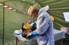 We wrześniu afrykański pomór świń pojawił się w kolejnym kraju. Tym razem zaskoczył Szwedów, którzy zidentyfikowali go już u 41 znalezionych padłych dzików