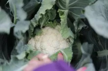 Kalfior kiłoodporny