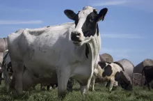 Europejskiej, unijne, w tym polskie kierunki eksportu produktów mleczarskich, znacznie się zawężają. Pomimo dużej niepewności nadal znaczącą rolę odgrywa rynek chiński.