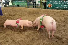 Konferencja dobrostan, Toruń 2023