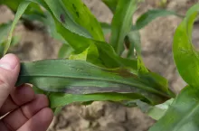 Niedobory fosforu u kukurydzy to fioletowienie liści, często obserwowane w czasie chłodnych dni.