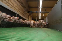 prosięta po odsadzeniu, odchowalnia prosiąt, Walkówka