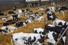 Szacuje się, że prawie 24% jałówek dotkniętych zespołem oddechowym bydła nie dożyje do pierwszego wycielania i 30% pierwiastek nie osiągnie drugiej laktacji