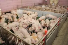 Nadmierne zagęszczenie zwierząt jest przyczyną stresu, który może zwiększyć podatność na infekcje, gdyż wpływa negatywnie na funkcjonowanie układu odpornościowego, a także pogarsza przyrosty