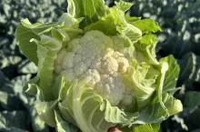 Produkcja kalafiorów