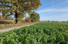 Ekoschematy: jaka kara grozi rolnikowi, który nie wysiał międzyplonów w terminie?