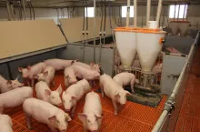 Jakie są aktualne ceny tuczników w Polsce?