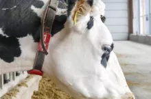 Elita Dobry Hodowca 5/2023