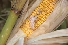 fuzarioza na kolbie kukurydza