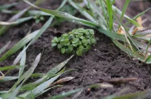 chwasty w późnej pszenicy