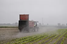 W przypadku zakładania uprawy po późno zebranych burakach cukrowych z obornikiem można wyjechać w pole do końca jesieni