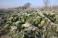 To zdjęcie wykonano w połowie grudnia poprzedniego roku. Po chwilowym ochłodzeniu jednak po kilkunastu dniach przyszło gwałtowne ocieplenie i pojawiły się szkodniki.