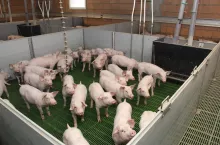 &lt;p&gt;Rolnicy rozczarowani rządowym programem odbudowy pogłowia świń w Polsce&lt;/p&gt;