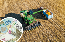 Dopłaty do kukurydzy