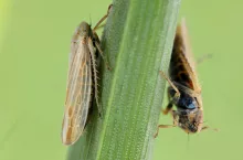 Cicadula placida