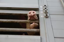 Transport tuczników