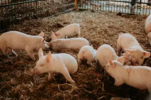 Większa powierzchnia podłogi litej i ze ściółką ograniczy zachowania niepożądane, w tym gryzienie się świń.