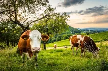 Cows grazing on a lovely green pasture at vinneyards in Styria, Austria