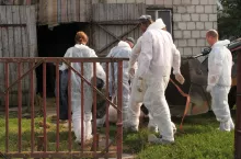 Potwierdzono 30 ognisko ASF. Wirus po raz 8 uderza pod Murowaną Gośliną