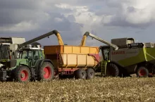 Żniwa kukurydziane 2023: jakie są plony i wilgotność? Jaka cena w skupie?