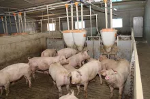 ”Poprawa” na rynku trzody chlewnej. Z produkcją kończy ”tylko” 8 rolników dziennie
