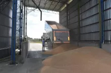 Import zbóż maleje, ale wciąż wysoki. Jaka jest sytuacja na rynku zbóż, rzepaku i cukru?