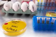 new strain of H5N8 avian influenza infected in humans, petri dish with samples, conceptual image