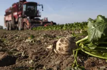 Gwałtownie rośnie import cukru z Ukrainy. ”Rentowność cen buraków cukrowych w Polsce stanie pod znakiem zapytania” 
