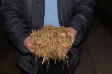 Aby szybko ocenić, czy TMR ma prawidłową wilgotność, można ścisnąć go w garści. Taki o prawidłowej suchej masie powinien po chwili wrócić do struktury przed zaciśnięciem