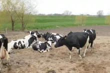 Badania na kanadyjskich fermach wykazały, że 22% pierwiastek oraz 78% wieloródek zostało zasuszonych, podczas gdy były one kulawe. Ponadto, w trakcie fazy zasuszania, u wielu krów wykształciły się choroby racic.