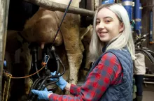 Dój krów wysokomlelcznych